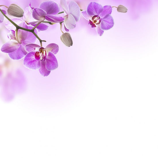 PHOTOWALL / Tropical Fuchsia Orchids (e40612)