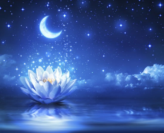 PHOTOWALL / Waterlily Moon (e40614)