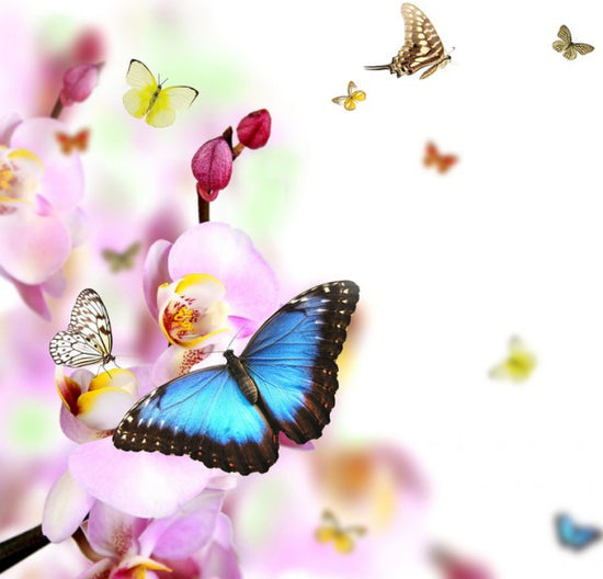 PHOTOWALL / Butterflies and Orchid Blossoms (e40689)