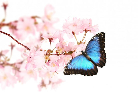 PHOTOWALL / Butterfly Cherry Blossoms (e40690)