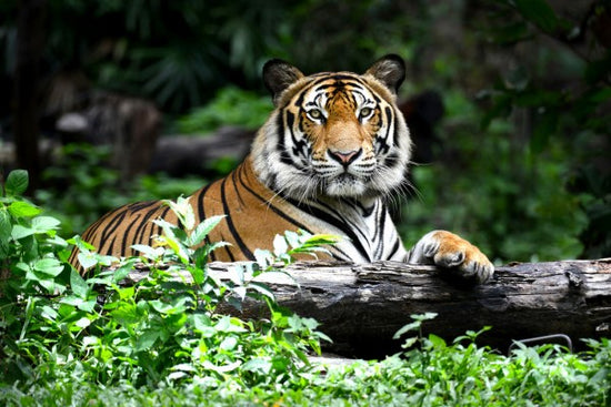 PHOTOWALL / Bengal Tiger (e40704)