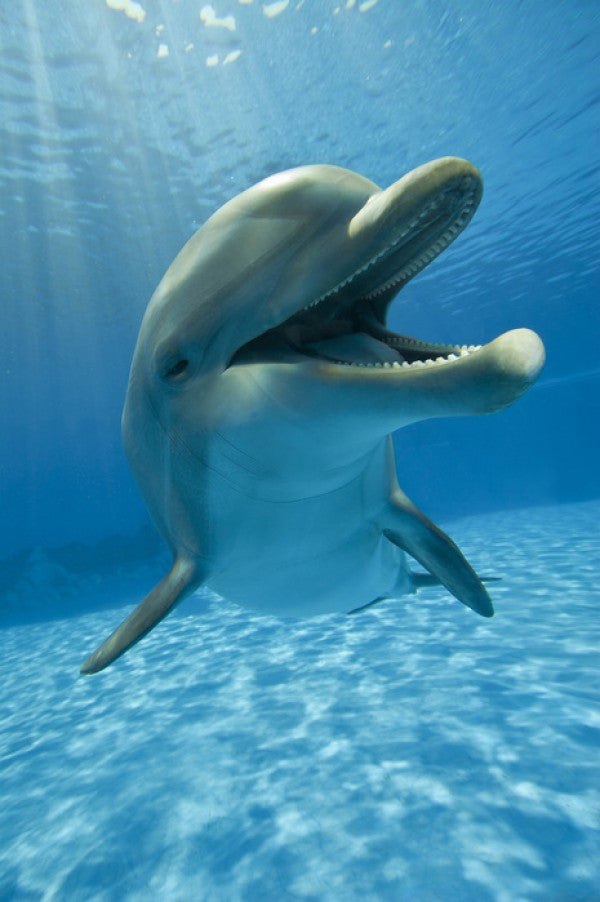 PHOTOWALL / Encounter with Dolphin (e40705) | 輸入壁紙専門店 WALPA