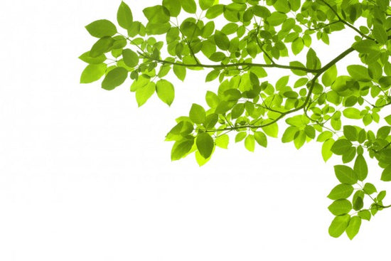 PHOTOWALL / Green Leaves Corner (e40695)