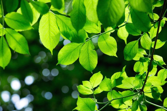PHOTOWALL / Greenery Leaves Background (e40696)