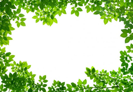 PHOTOWALL / Grenery Frame of Leaves (e40697)