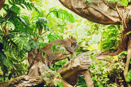 PHOTOWALL / Leopard Dozing in the Jungle (e40706)