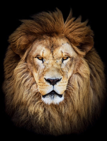 PHOTOWALL / Majestic Lion (e40709)