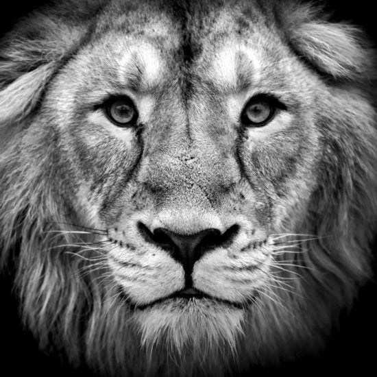 PHOTOWALL / Wise Lion (e40711)