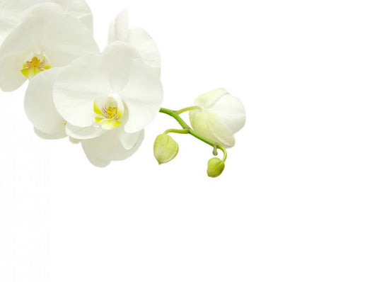PHOTOWALL / White Elegant Orchid (e40703)