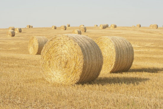 PHOTOWALL / Hay Field in Skurup, Sweden (e40739)