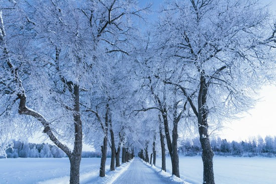 PHOTOWALL / Rural Road on a Cold Day, Sweden (e40743)