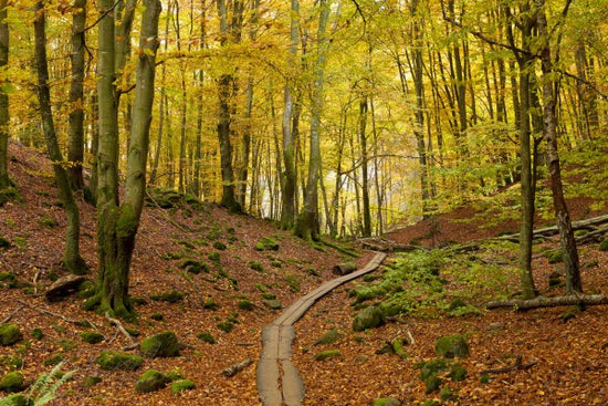 PHOTOWALL / Soderasen Beach Wood, Sweden (e40746)