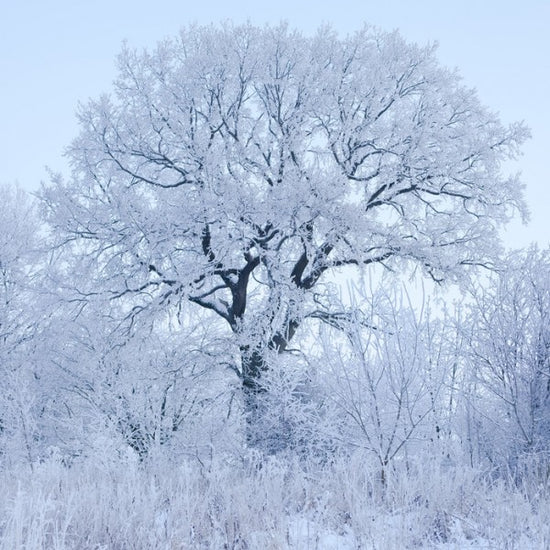 PHOTOWALL / Winter Oak in Sweden (e40752)