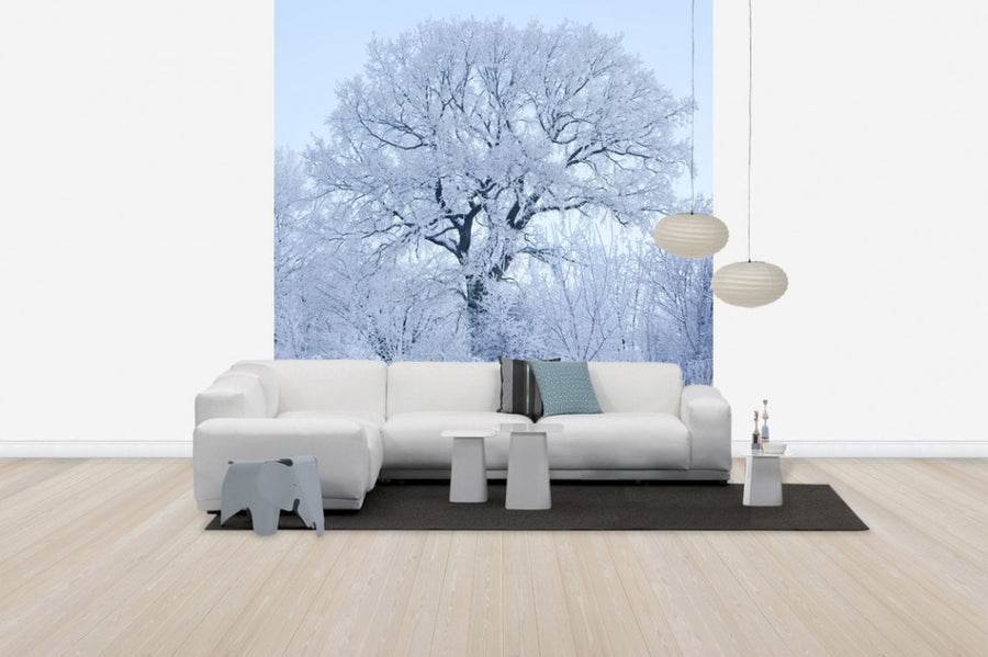 PHOTOWALL / Winter Oak in Sweden (e40752)