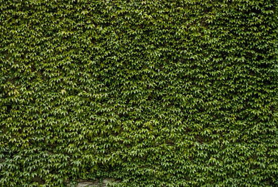 PHOTOWALL / Wild Ivy Wall (e30589)