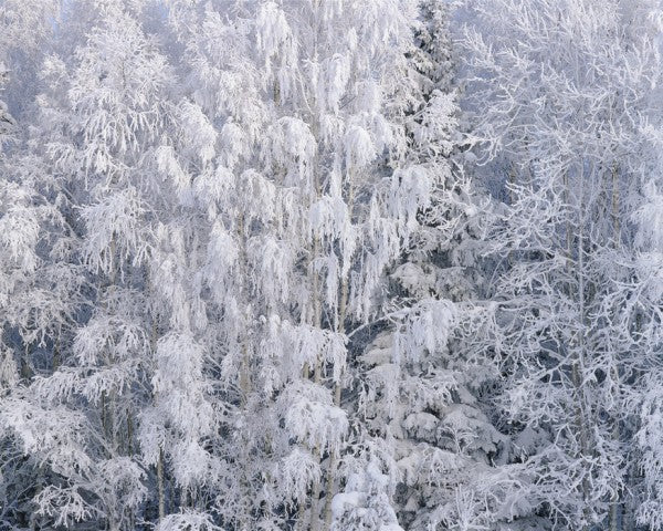 PHOTOWALL / Ice Trees of Salem (e40817)