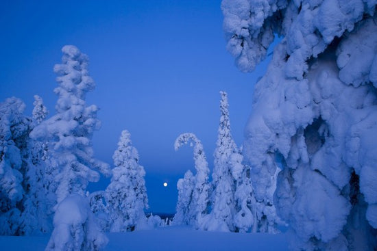 PHOTOWALL / Snow Laden Taiga Woodland (e40838)