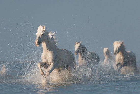 PHOTOWALL / Angels of Camargue (e30602)