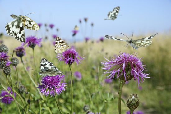 PHOTOWALL / Marbled White Butterflies (e40850)