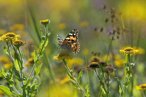 PHOTOWALL / Painted Lady Butterfly (e40851)