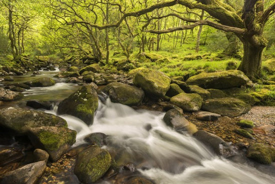PHOTOWALL / River Plym in Dewerstone Wood (e40854)