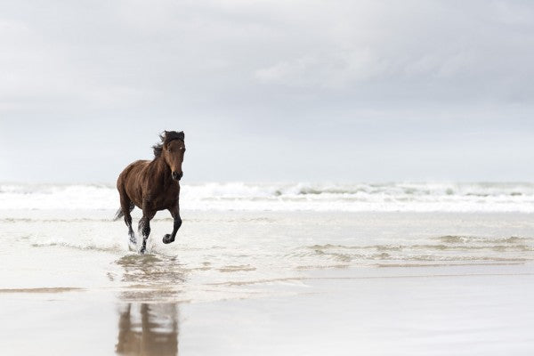 PHOTOWALL / Gallopping on the Beach (e40981)