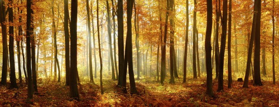 PHOTOWALL / Japanese Forest (e40969)