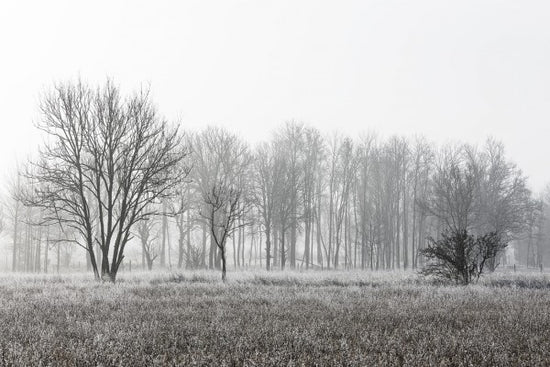PHOTOWALL / Frosty Morning (e30763)
