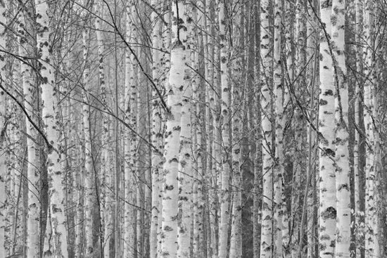 PHOTOWALL / Gotland Birch Forest (e30764)