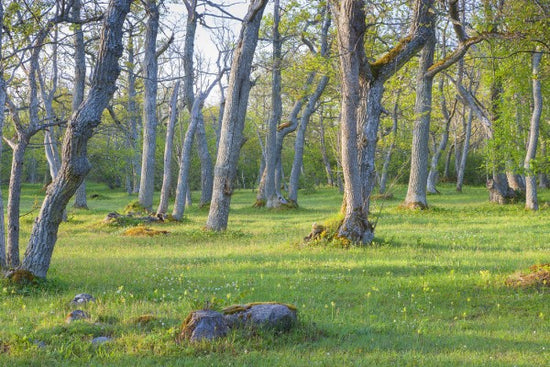 PHOTOWALL / Meadow (e30775)