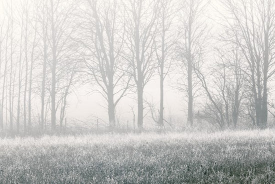 PHOTOWALL / Misty Tree (e30776)