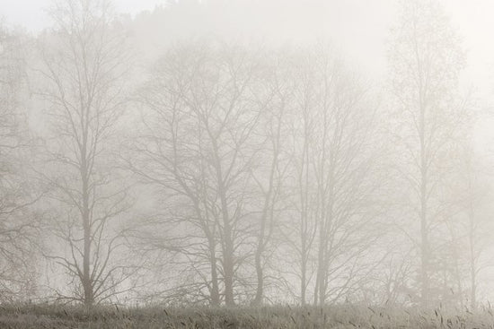 PHOTOWALL / Mystery Morning (e30777)