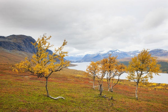 PHOTOWALL / Beautiful Autumn in Saltoloukta (e41138)