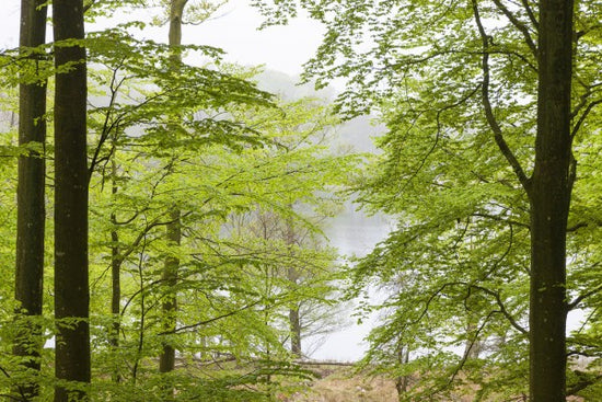 PHOTOWALL / Beech Forest at the Water (e41140)