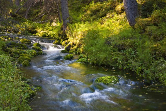 PHOTOWALL / Finnish Forest River (e41145)