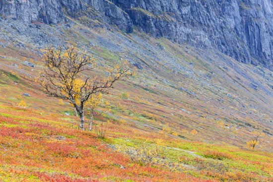 PHOTOWALL / Lonely Autumn Tree (e41154)