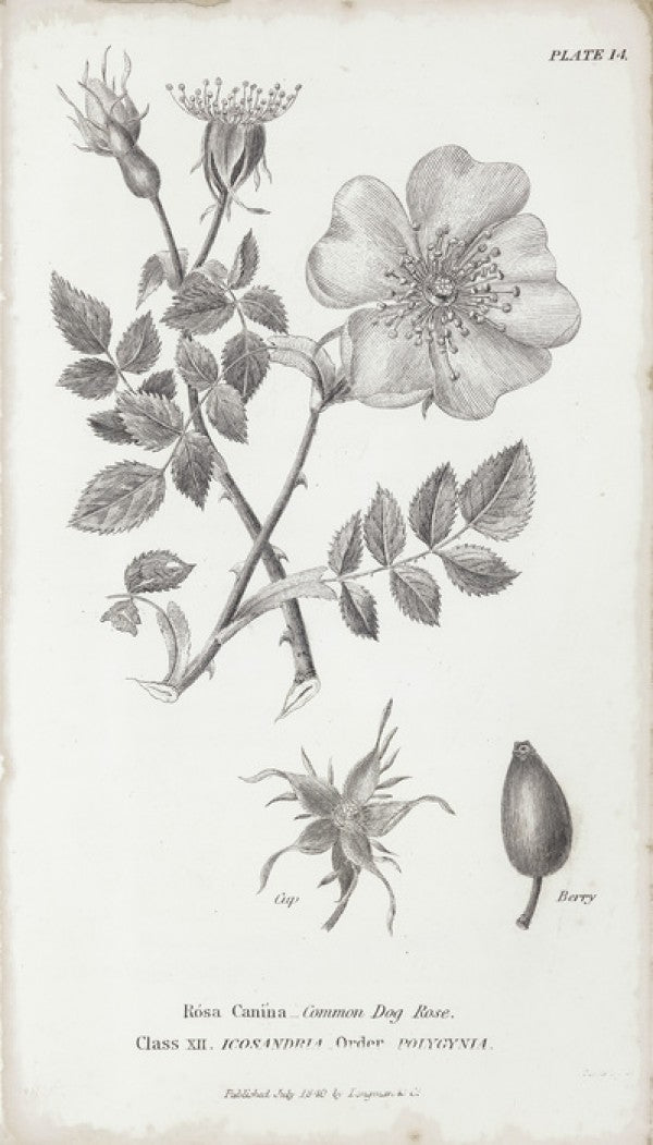 PHOTOWALL / Botanical Chart - Common Dog Rose (e50067) | 輸入壁紙
