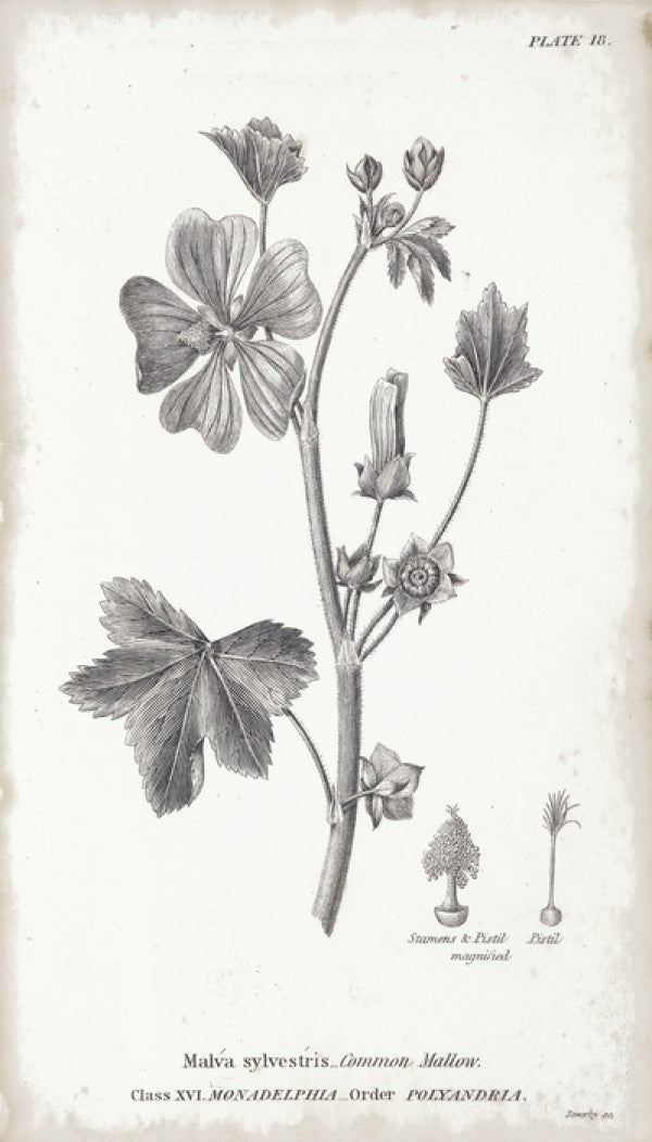 PHOTOWALL / Botanical Chart - Common Mallow (e50069) | 輸入壁紙