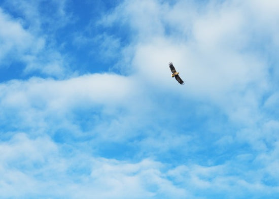 PHOTOWALL / Flying High (e31057)