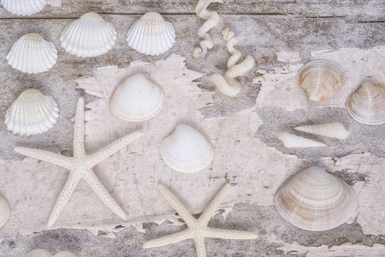 PHOTOWALL / Beach Treasures White (e50206)