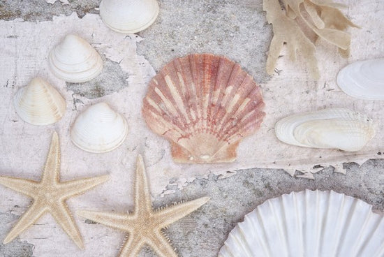 PHOTOWALL / Beach Treasures (e50207)