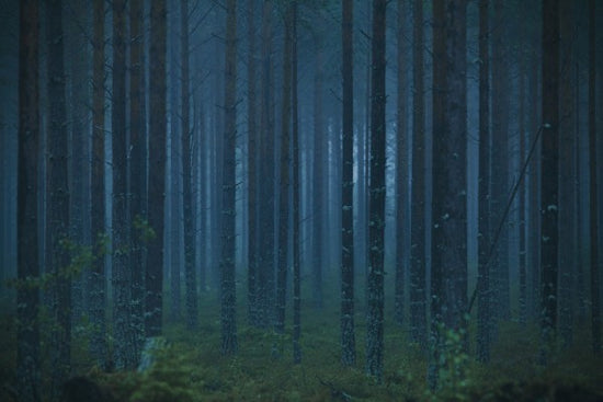 PHOTOWALL / Blue Forest (e50246)
