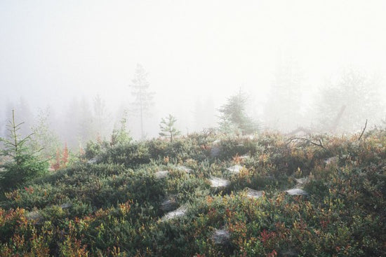 PHOTOWALL / Morning Haze at the Mountain (e50250)