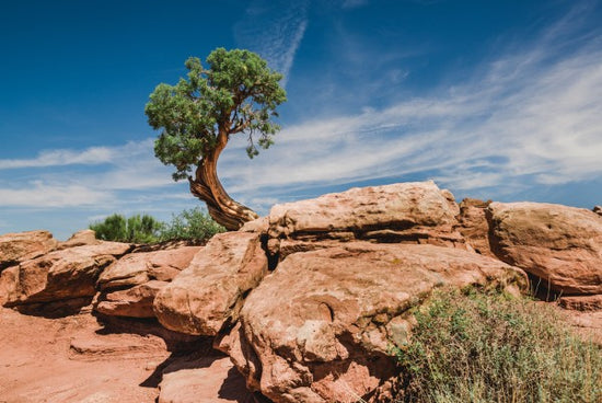 PHOTOWALL / Desert tree in Utah (e50271)