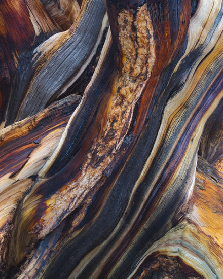 PHOTOWALL / Bristlecone Pine, White Mountains, California (e31088)