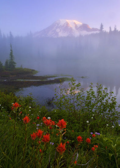 PHOTOWALL / Early Summer Morning, Rainier National Park (e31102)