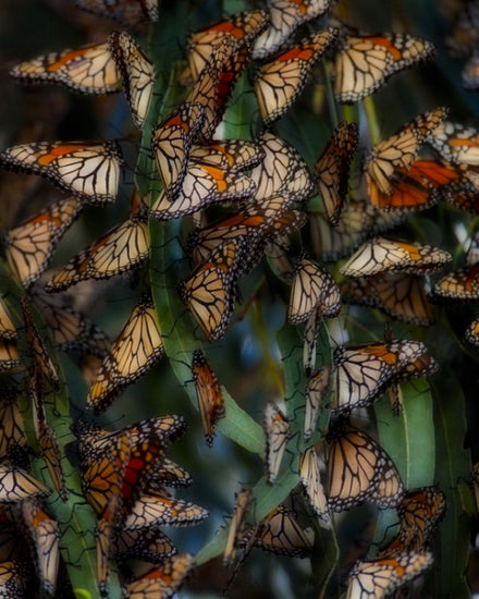 PHOTOWALL / Monarch Butterflies Roosting, California (e31116)