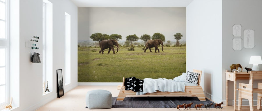 PHOTOWALL / Elephants in National Park (e310069)