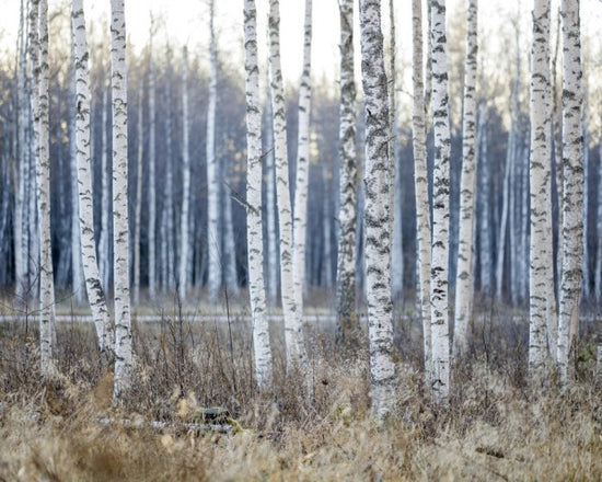 PHOTOWALL / Birch Tree (e310096)
