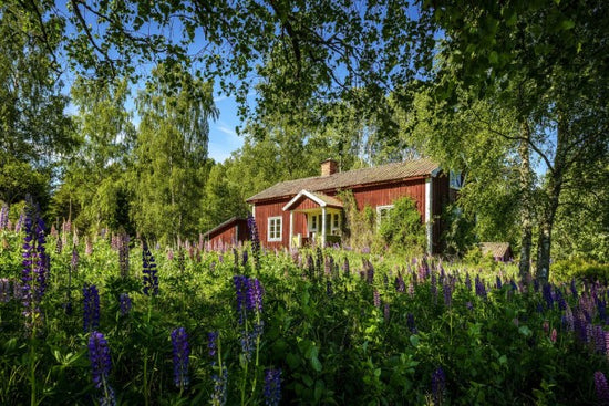 PHOTOWALL / Lupin Cottage (e310119)